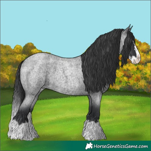 Horse Color:Blue Roan Splash 