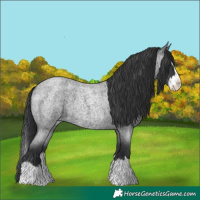 Horse Color:Blue Roan Splash 