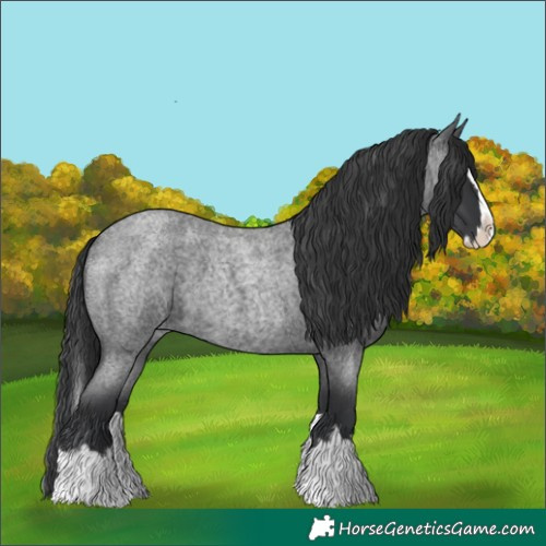 Horse Color:Blue Roan Splash 