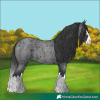 Horse Color:Blue Roan Splash 