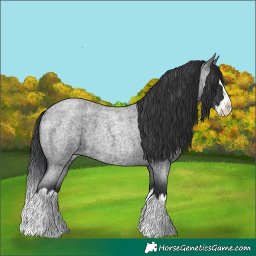 Horse Color:Blue Roan Splash 