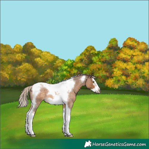 Horse Color:Chocolate Palomino Roan Splash Tobiano Frame 