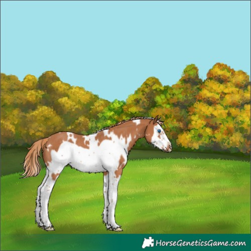 Horse Color:White Spotted Chestnut Splash Frame Rabicano 