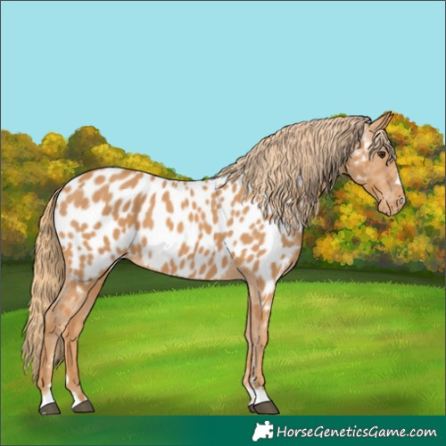 Horse Color:Chestnut Near Leopard