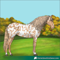 Horse Color:Chestnut Appaloosa