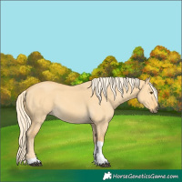 Horse Color:Palomino Dun Tobiano 