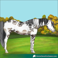 Horse Color:Blue Onyx Sabino Frame 