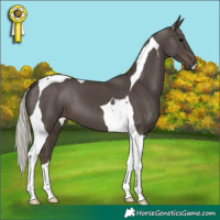 Horse Color:Silver Black Tobiano 