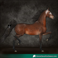 Horse Color:Gray Bay 