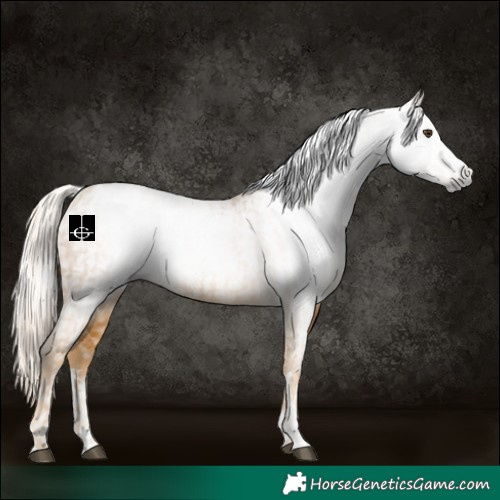 Horse Color:Gray Palomino and Gray Palomino
