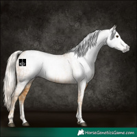 Horse Color:Gray Palomino  and Gray Palomino 
