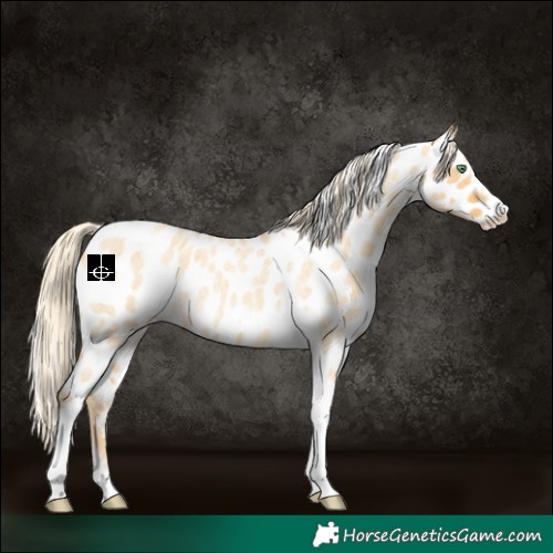 Horse Color:Gold Cream Champagne Roan Dun Splash Tobiano Frame Appaloosa Rabicano 