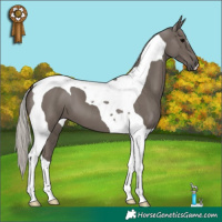 Horse Color:Silver Black Tobiano 