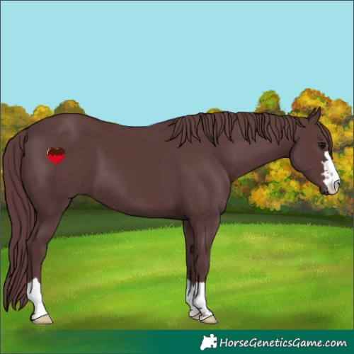 Horse Color:Chocolate Black 