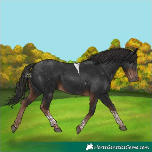 Horse Color:Liver Chestnut Tobiano Rabicano 