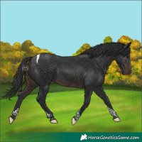 Horse Color:Brown Tobiano Rabicano 
