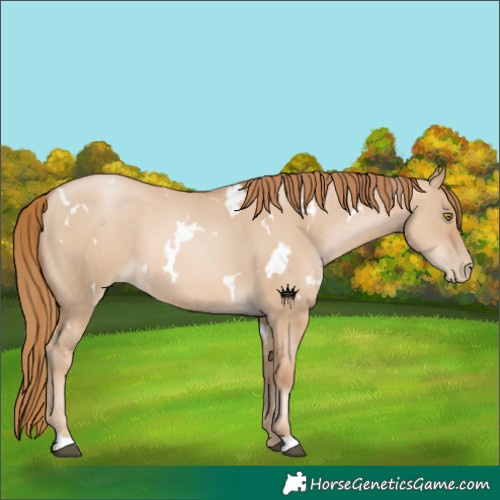 Horse Color:White Spotted Red Dun Pearl 