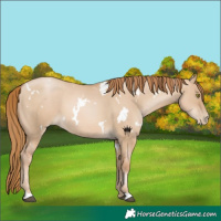 Horse Color:White Spotted Red Dun Pearl 