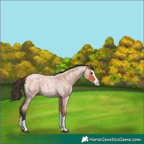 Horse Color:Unknown 