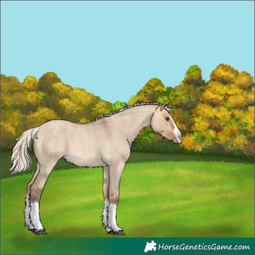Horse Color:Silver Buckskin Roan Dun Splash 