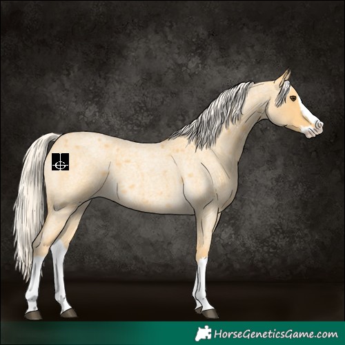 Horse Color:Palomino Roan Splash