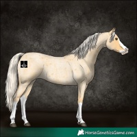 Horse Color:Palomino Roan Splash 