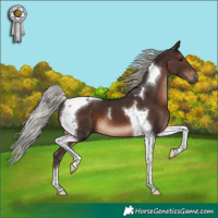 Horse Color:Silver Brown Tobiano 