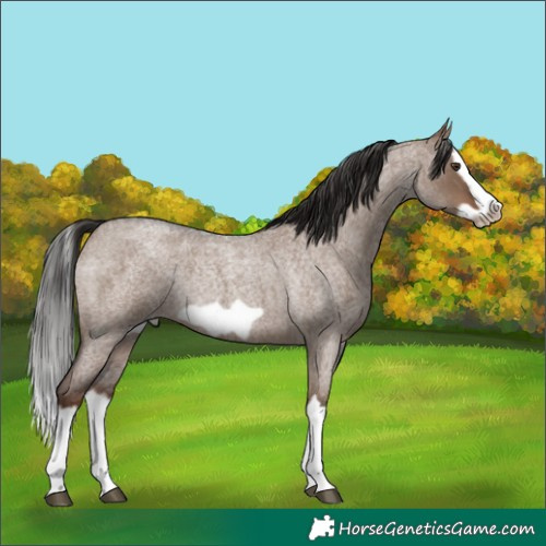 Horse Color:Liver Red Dun Roan Splash Frame Rabicano 