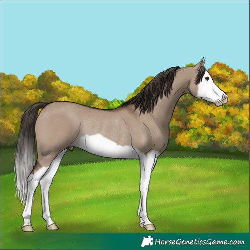 Horse Color:Liver Red Dun Splash Frame Rabicano 