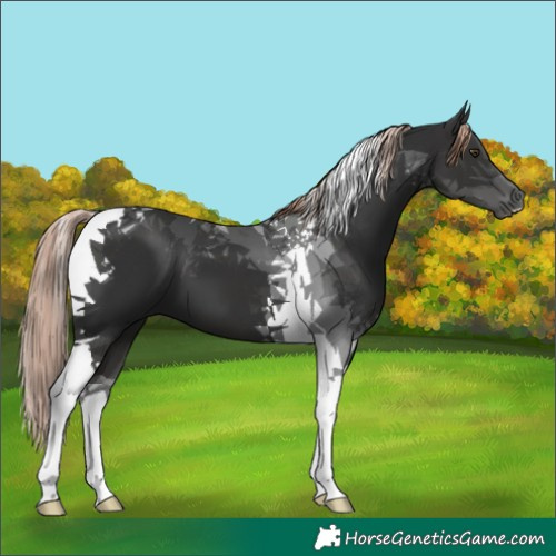Horse Color:Liver Chestnut Tobiano 