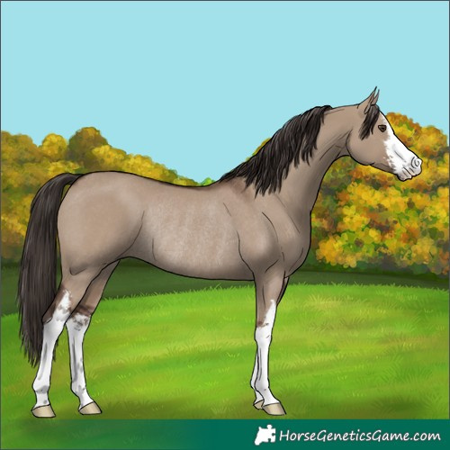 Horse Color:White Spotted Liver Red Dun Rabicano 