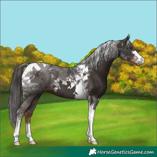 Horse Color:Liver Chestnut Tobiano 