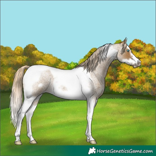 Horse Color:Chocolate Palomino Roan Dun Splash Tobiano Frame 