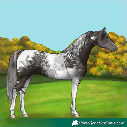 Horse Color:Liver Chestnut Tobiano 