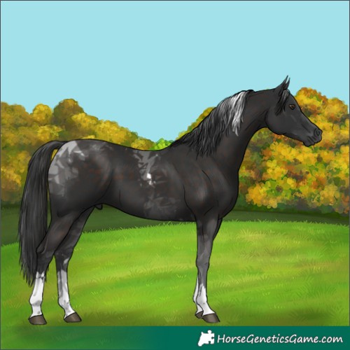 Horse Color:Liver Chestnut Tobiano 