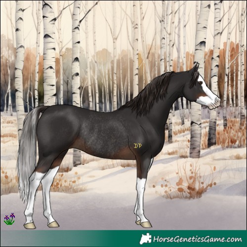 Horse Color:Liver Chestnut Splash Rabicano 