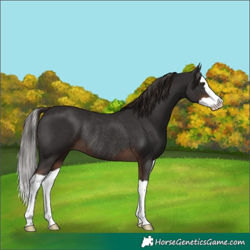 Horse Color:Liver Chestnut Splash Rabicano 