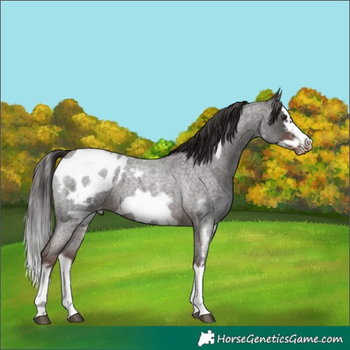 Horse Color:Liver Red Roan Sabino Splash Frame Appaloosa 