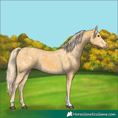 Horse Color:Palomino Ice Rabicano 