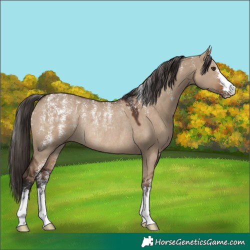 Horse Color:Powder White Liver Red Dun Rabicano 