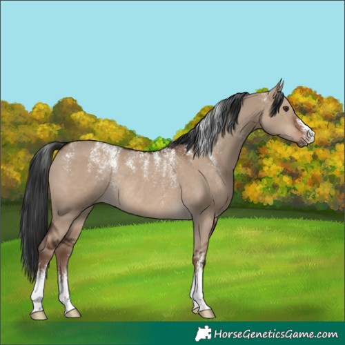Horse Color:Powder White Liver Red Dun Rabicano 