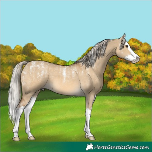 Horse Color:Powder White Chocolate Palomino Dun Splash 