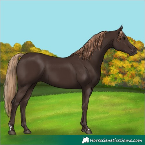 Horse Color:Liver Chestnut 