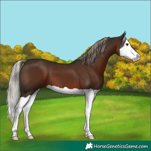 Horse Color:Liver Chestnut Splash 