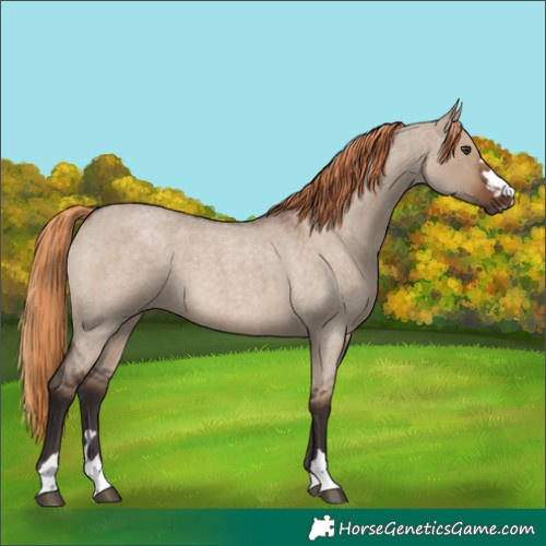 Horse Color:Liver Red Dun Roan 