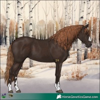 Horse Color:Liver Chestnut