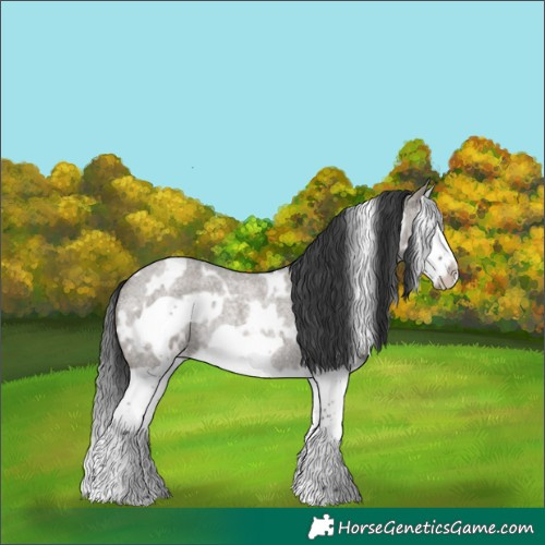 Horse Color:White Spotted Grullo Roan Splash Frame Rabicano 