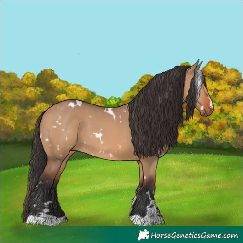 Horse Color:White Spotted Bay Dun Rabicano 