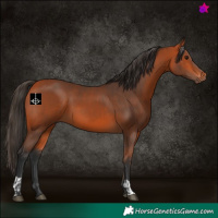 Horse Color:Bay  and Bay 