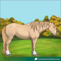 Horse Color:Gold Champagne
